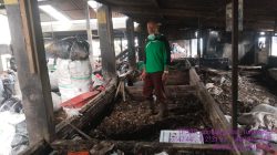 TPS3R Dusun Junggo Desa Tulungrejo, Akan Panen Kompos