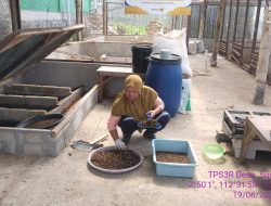Gunakan Pakan Dicampur Maggot, TPS3R Desa Sumbergondo Sudah Mendapat Tambahan Pendapatan Dari Budidaya Unggas Dan Ikan Lele