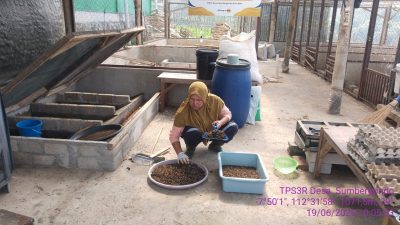 Gunakan Pakan Dicampur Maggot, TPS3R Desa Sumbergondo Sudah Mendapat Tambahan Pendapatan Dari Budidaya Unggas Dan Ikan Lele