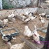 TPS3R Rejeki Barokah Desa Sumbergondo  Kesulitan Menjual Maggot, Akhirnya Dipakai Untuk Pakan Ikan Lele dan Unggas