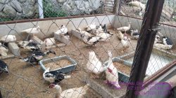 TPS3R Rejeki Barokah Desa Sumbergondo  Kesulitan Menjual Maggot, Akhirnya Dipakai Untuk Pakan Ikan Lele dan Unggas