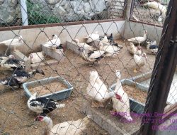 TPS3R Rejeki Barokah Desa Sumbergondo  Kesulitan Menjual Maggot, Akhirnya Dipakai Untuk Pakan Ikan Lele dan Unggas