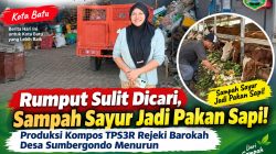Rumput Sulit Dicari, Sampah Sayur Jadi Pakan Sapi! Produksi Kompos TPS3R Rejeki Barokah Desa Sumbergondo Menurun