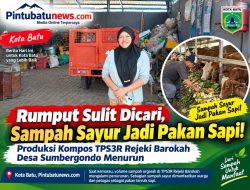 Rumput Sulit Dicari, Sampah Sayur Jadi Pakan Sapi! Produksi Kompos TPS3R Rejeki Barokah Desa Sumbergondo Menurun