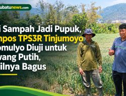 Dari Sampah Jadi Pupuk, Kompos TPS3R Tinjumoyo Sidomulyo Diuji untuk Bawang Putih Hasilnya Bagus